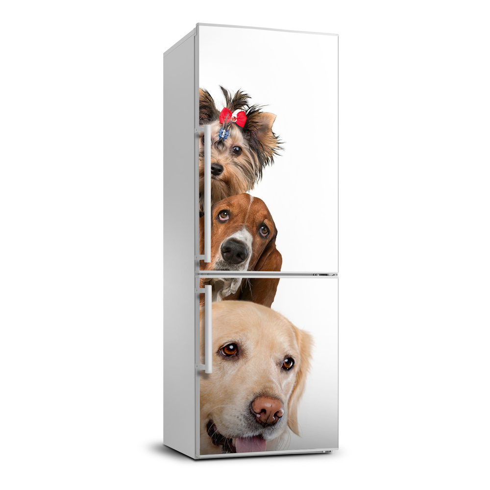 Foto nálepka na ledničku stěnu Psy a kočky