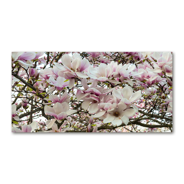 Květiny magnolie