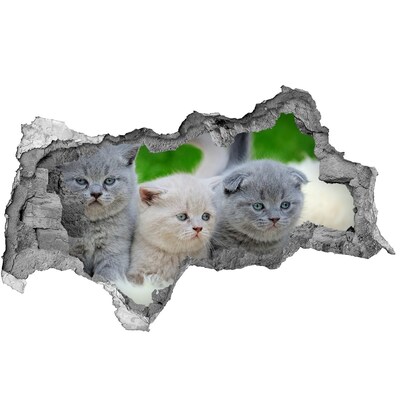 Díra 3D fototapeta nálepka Tři kočky na dece