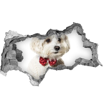 Díra 3D fototapeta Maltézský psík