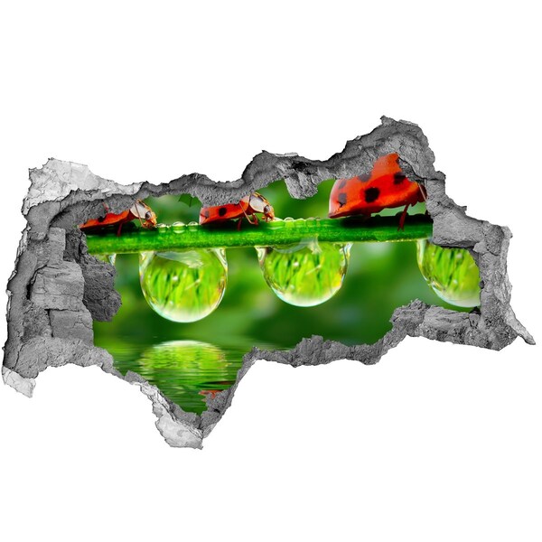 Díra 3D fototapeta na stěnu Kapka přírody s beruškou