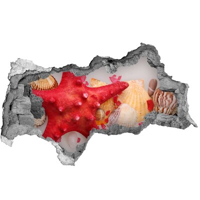 Díra 3D fototapeta Podmořský svět s mušlemi