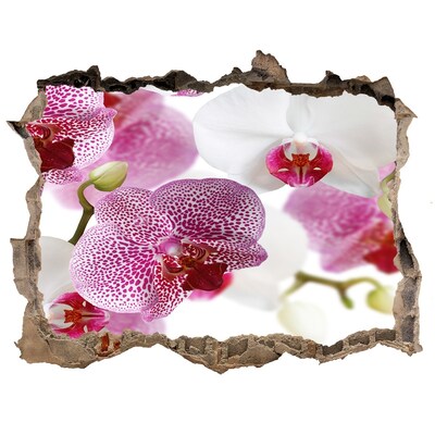 Fototapeta nálepka na zeď Fototapeta orchidej