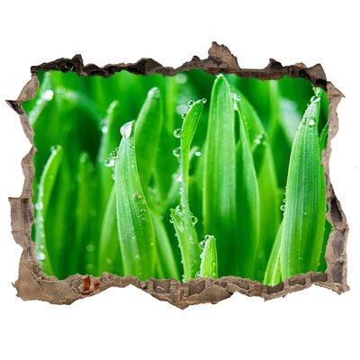 Samolepící nálepka na zeď fototapeta Zelená louka s kapkami vody