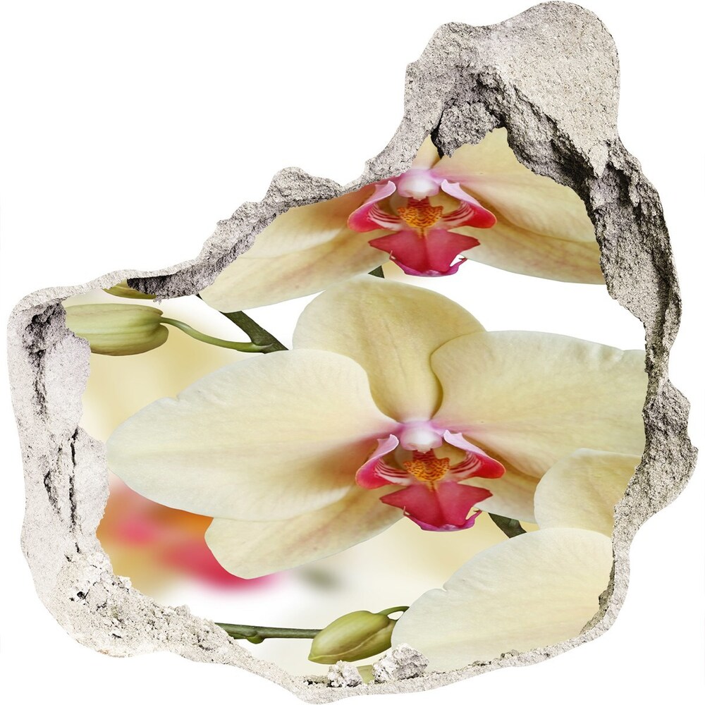 Fototapeta nálepka na zeď Orchidej