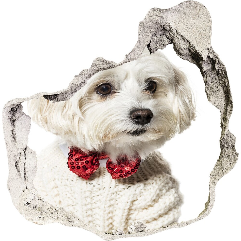Díra 3D fototapeta Maltézský psík