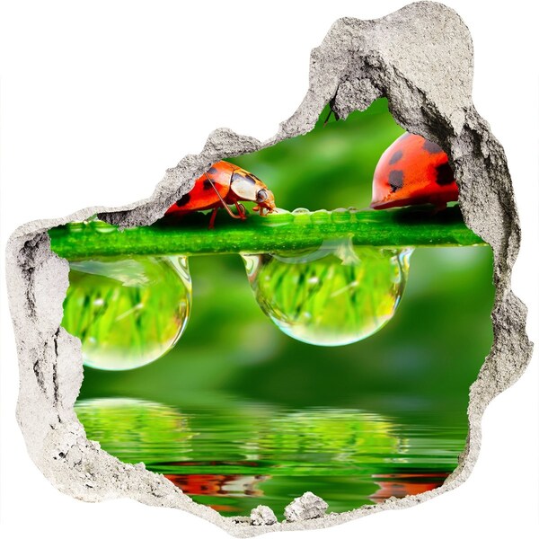 Díra 3D fototapeta na stěnu Kapka přírody s beruškou