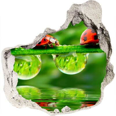 Díra 3D fototapeta na stěnu Kapka přírody s beruškou