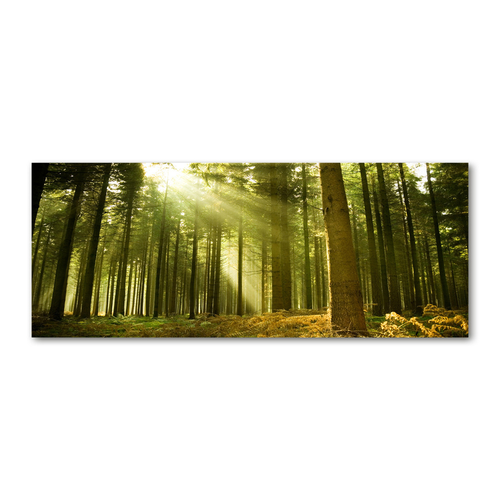 Moderní akrylový fotoobraz Sosnový les