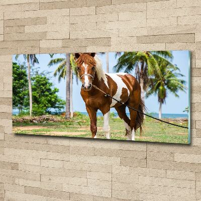 Moderní akrylový fotoobraz Strakatý kůň