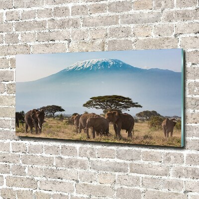 Foto obraz akrylové sklo Sloni Kilimandžaro