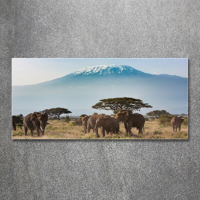 Foto obraz akrylové sklo Sloni Kilimandžaro