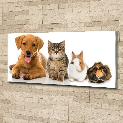Foto obraz akrylový na stěnu Pes a kočka