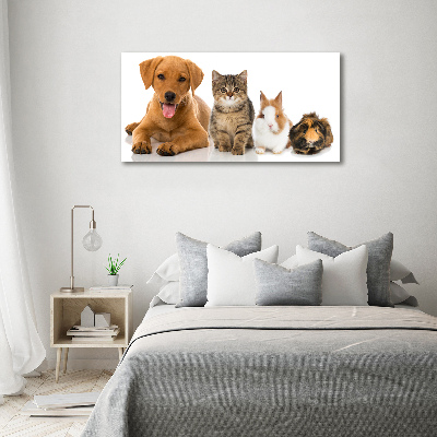 Foto obraz akrylový na stěnu Pes a kočka