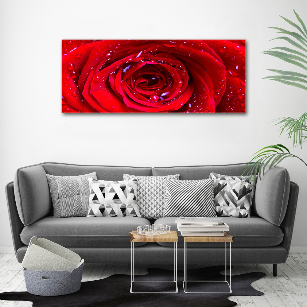 Moderní akrylový fotoobraz Květ růže