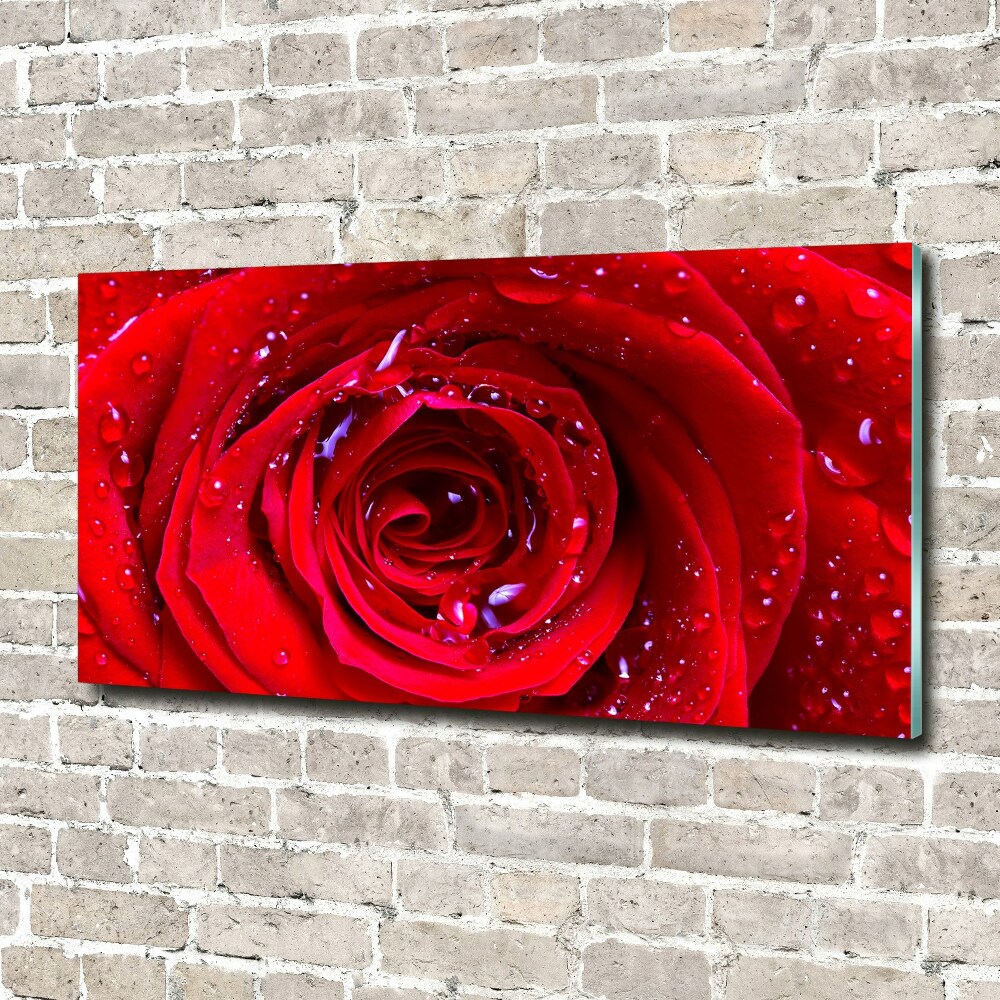 Moderní akrylový fotoobraz Květ růže