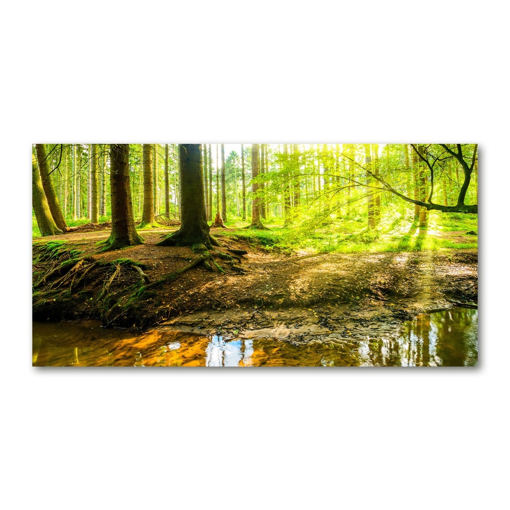 Foto obraz akrylové sklo Sluneční paprsky les