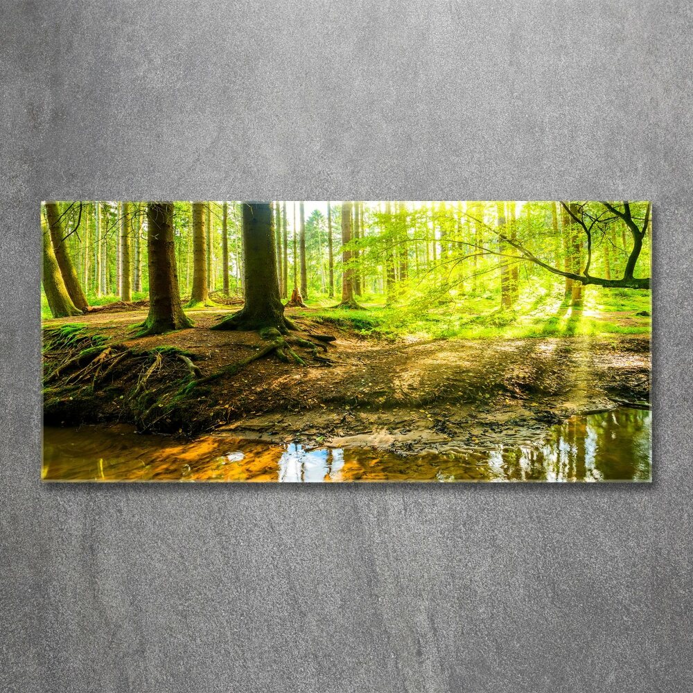 Foto obraz akrylové sklo Sluneční paprsky les