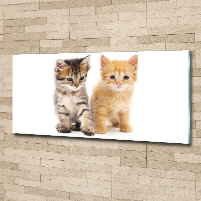 Moderní akrylový fotoobraz Hnědá a červená kočka