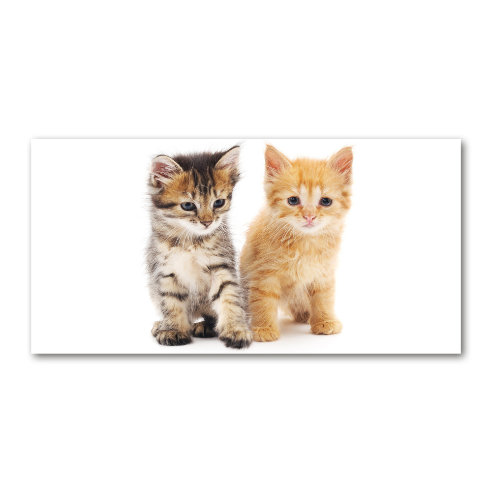 Moderní akrylový fotoobraz Hnědá a červená kočka