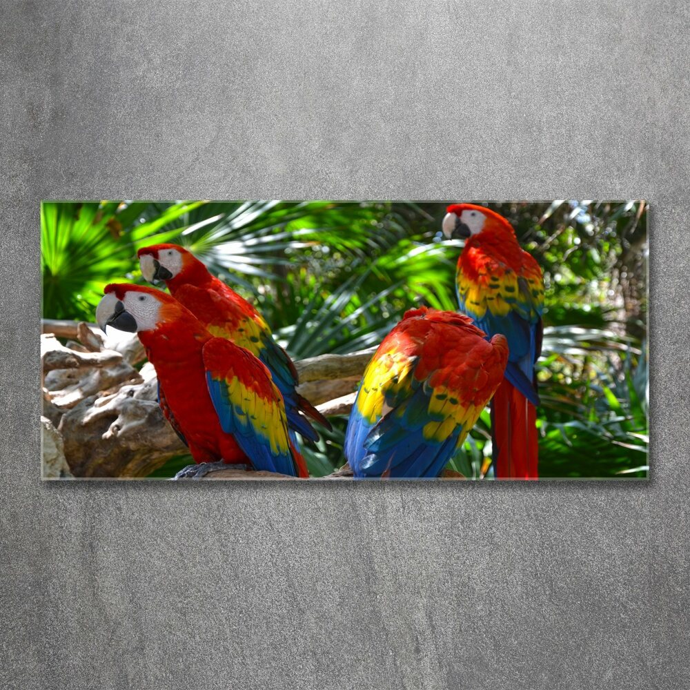 Foto obraz akrylový do obýváku Papoušci Ara