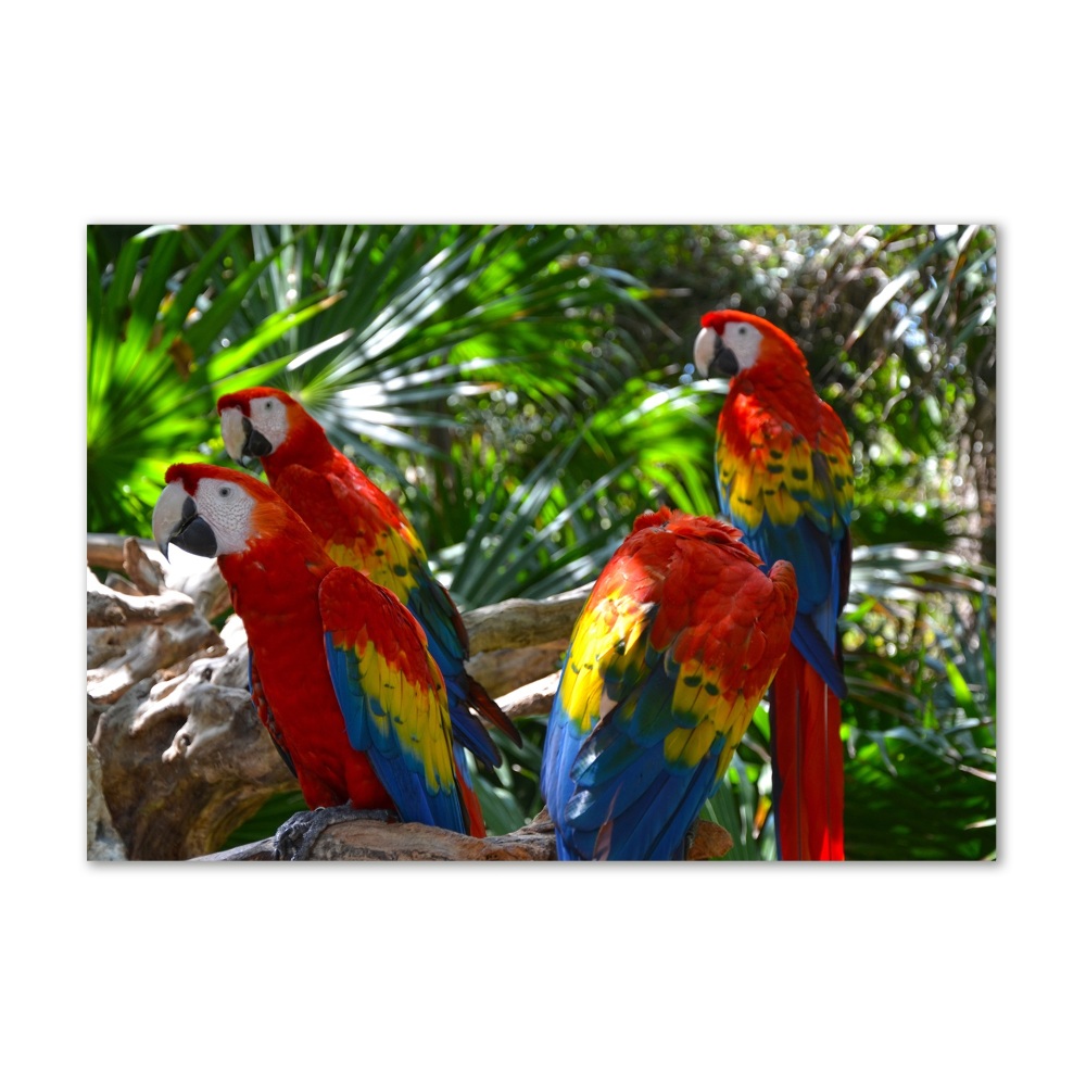 Foto obraz akrylový do obýváku Papoušci Ara