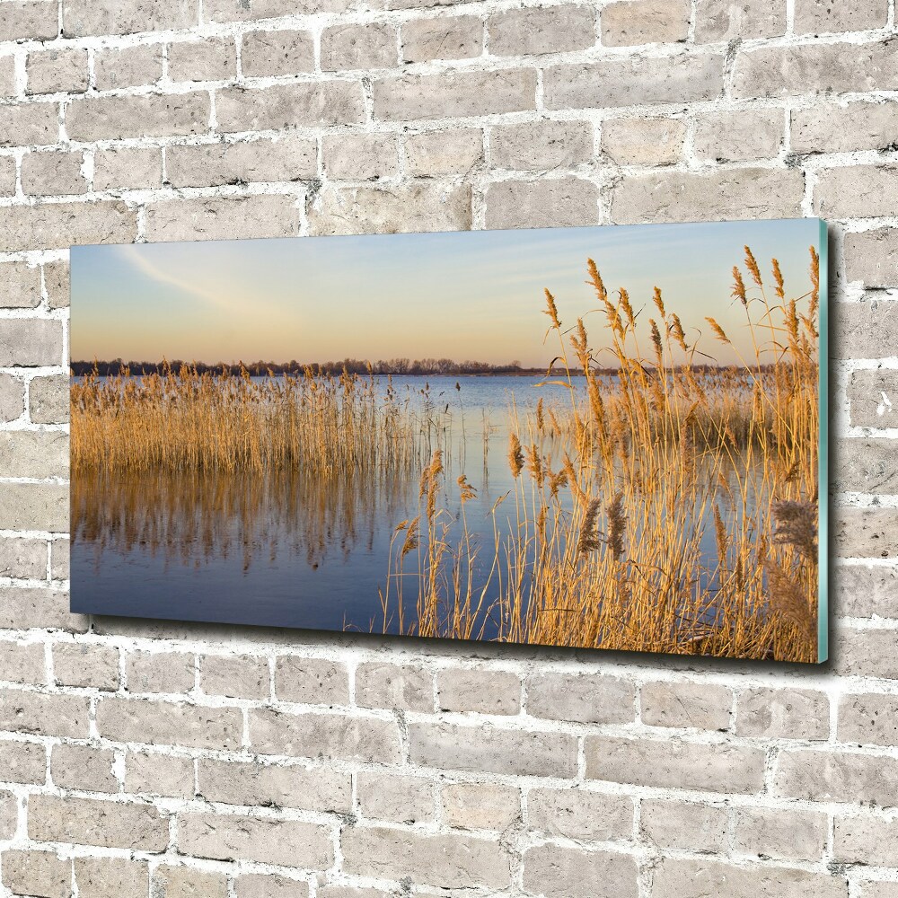 Foto obraz akrylový na stěnu Vodní třtina