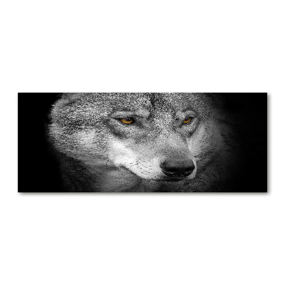 Foto obraz akrylový na stěnu Vlk