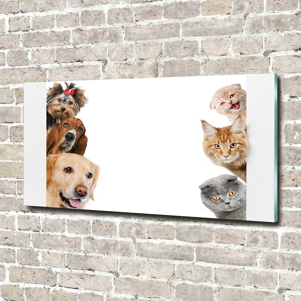 Moderní akrylový fotoobraz Psy a kočky