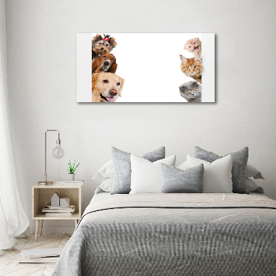 Moderní akrylový fotoobraz Psy a kočky