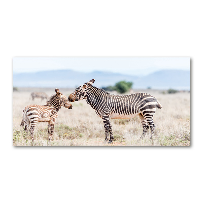 Foto obraz akrylový na stěnu Zebry v horách