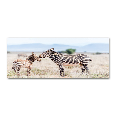 Foto obraz akrylový na stěnu Zebry v horách