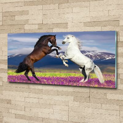 Foto obraz akrylový na stěnu Koně hory