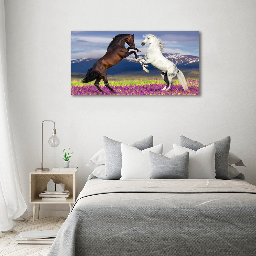 Foto obraz akrylový na stěnu Koně hory