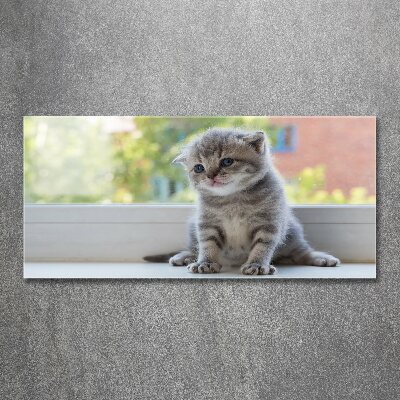 Moderní obraz fotografie na akrylu Malá kočka u okna