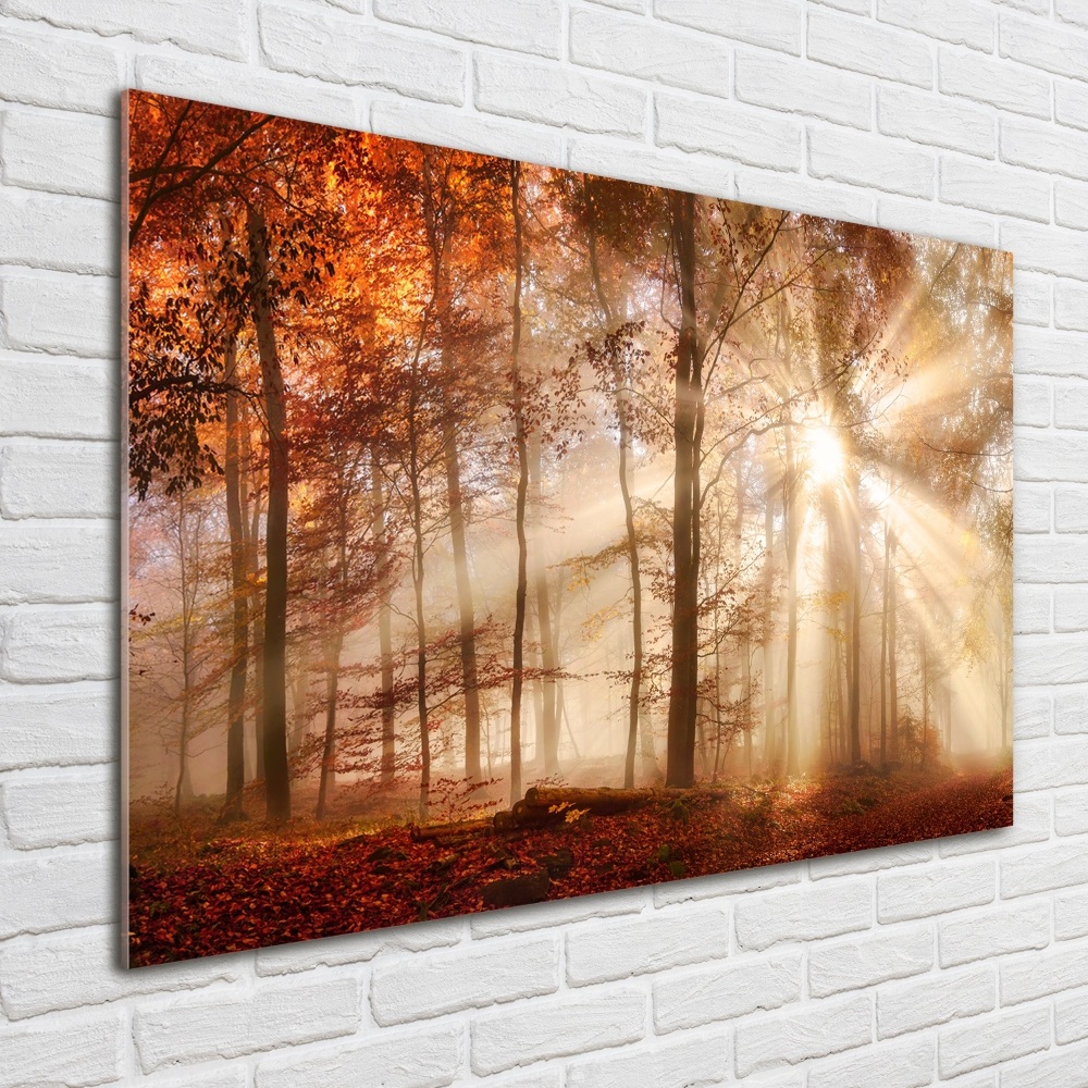Foto obraz akrylový do obýváku Mlha v lese podzim