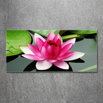 Foto obraz akrylový na stěnu Vodní lilie