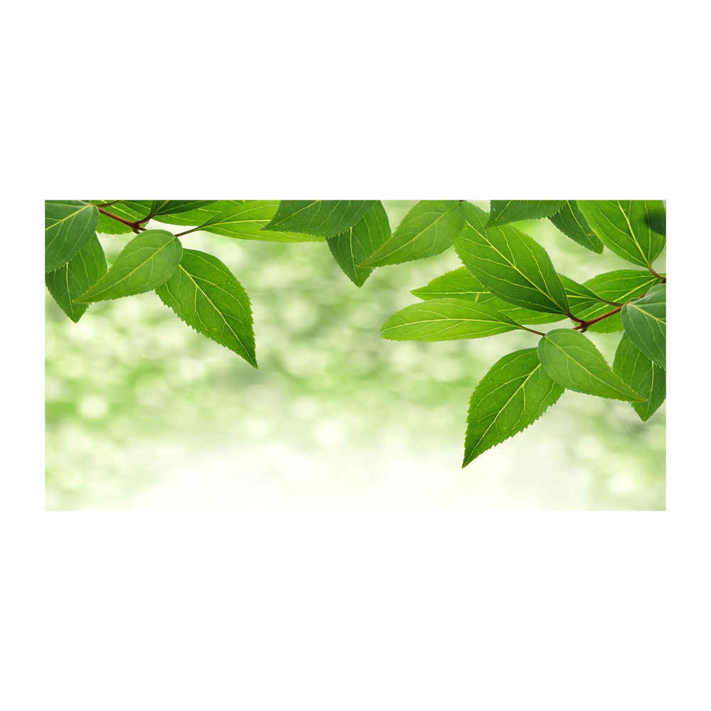 Foto obraz akrylové sklo Zelené listí