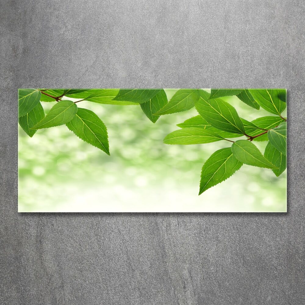 Foto obraz akrylové sklo Zelené listí