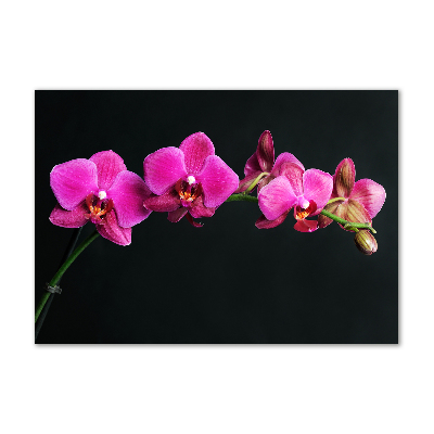 Foto obraz akrylový Orchidej