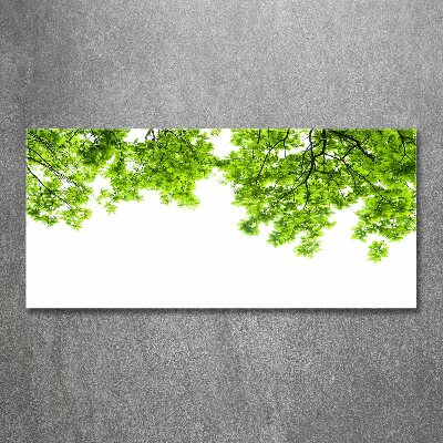 Foto obraz akrylové sklo Listí dubu