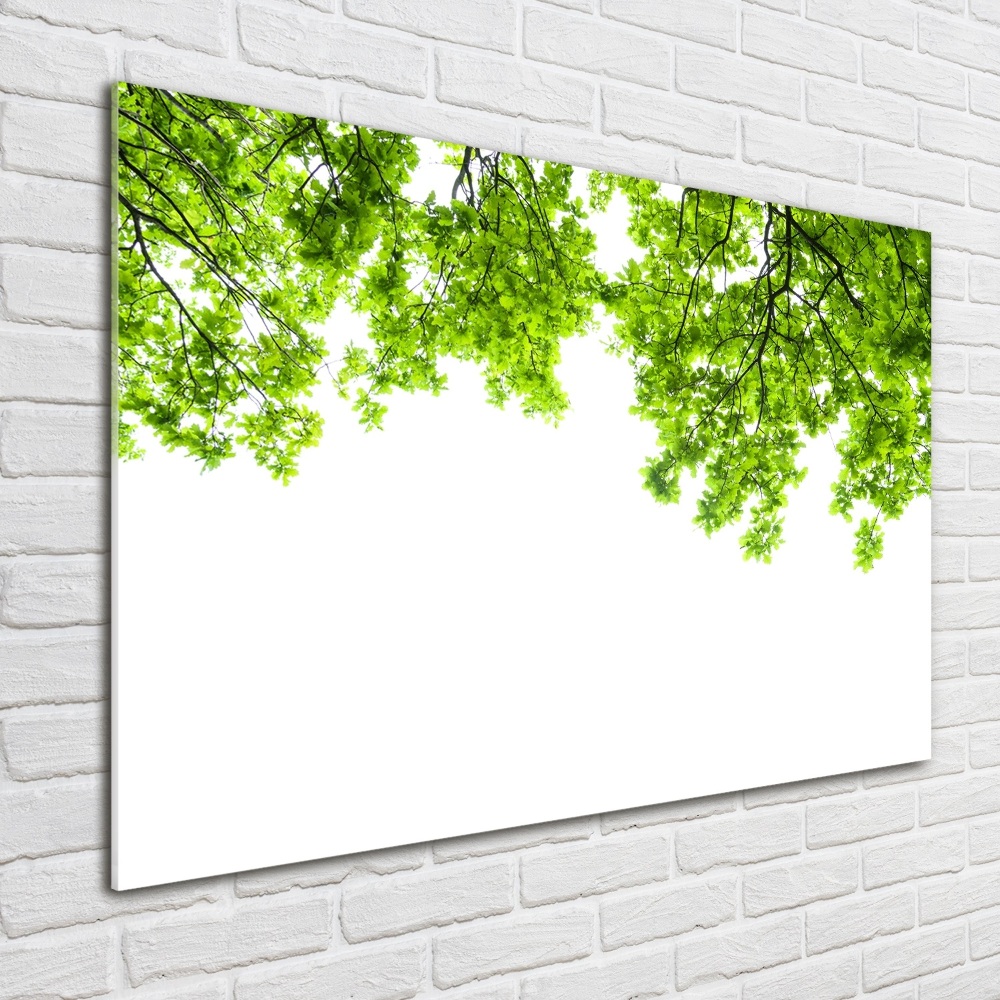 Foto obraz akrylové sklo Listí dubu