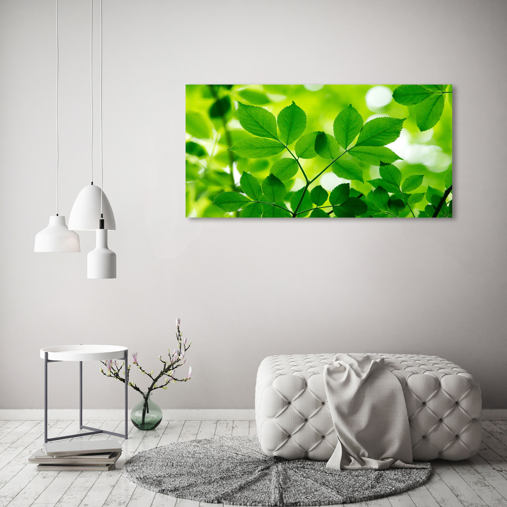 Foto obraz akrylový do obýváku Zelené listí