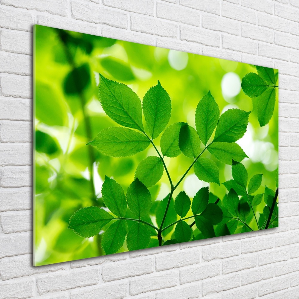 Foto obraz akrylový do obýváku Zelené listí
