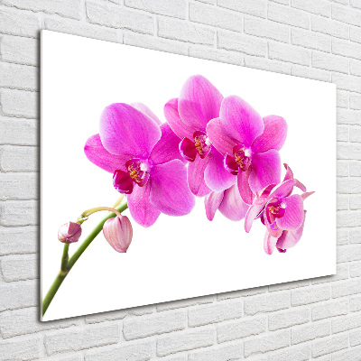 Foto obraz akrylový Růžová orchidej