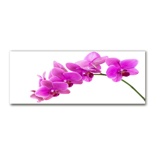 Foto obraz akrylový Růžová orchidej