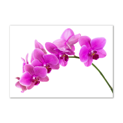 Foto obraz akrylový Růžová orchidej