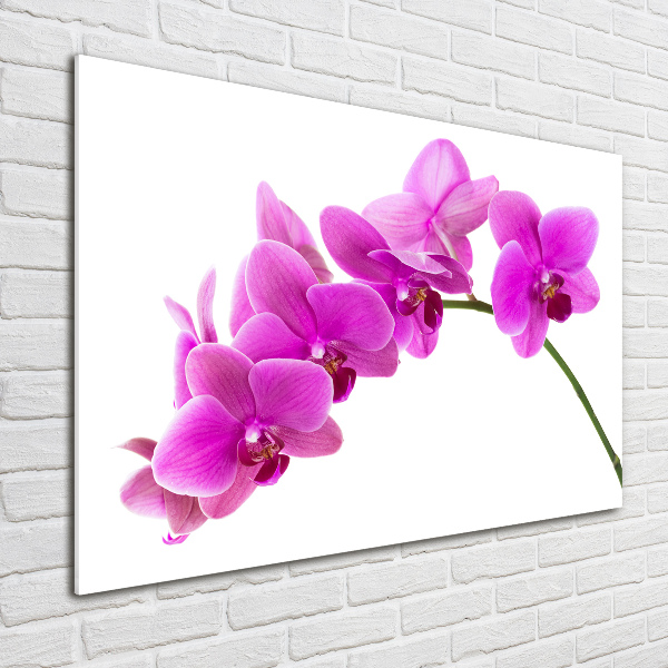 Foto obraz akrylový Růžová orchidej