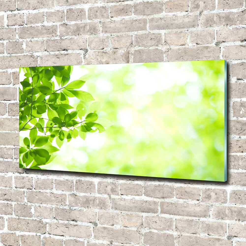 Foto obraz akrylový do obýváku Listí
