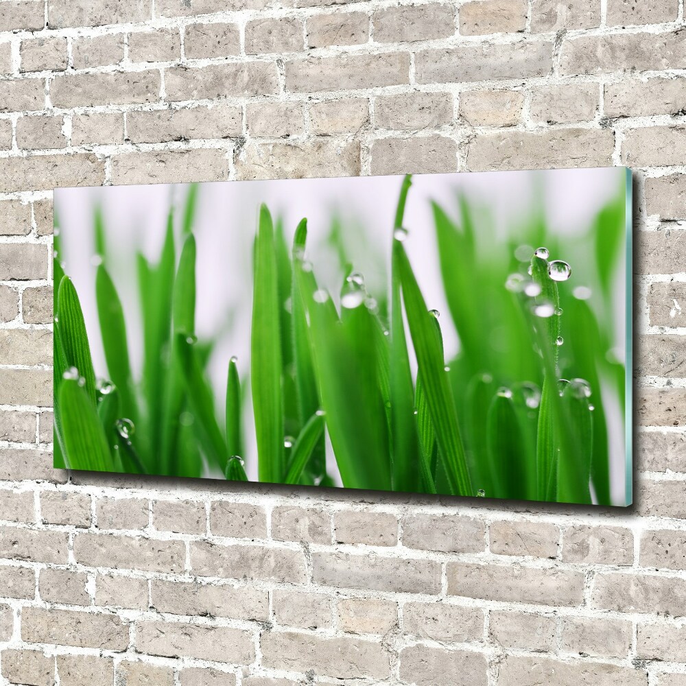 Foto obraz akryl do obýváku Stébla trávy
